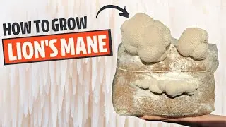 How To Grow Lion's Mane Mushroom From Start To Finish