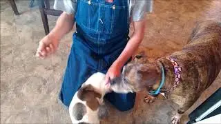 diabetic dog MACHO gets his INSULIN SHOT. chihuahua dog sitter instructions.