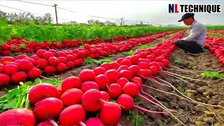 The Most Modern Agriculture Machines That Are At Another Level , How To Red Radish In Farm