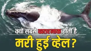 मरने से पहले व्हेल फिश के साथ क्या होता है 😱 || MOST MYSTERIOUS INCIDENT OF WHALE