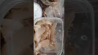 Стратификация семян.