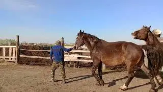 Жеребец не может устоять перед кобылой Лагуной