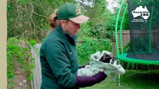 Rescue unit saves a bat | Wildlife Warriors Missions