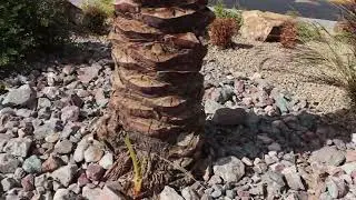 Curacao Blue Rock Landscape In Las Vegas