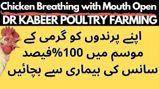 Poultry Farming and Diseases in Summer 2022 | Chicken Breathing with Open Mouth | Dr Kabeer