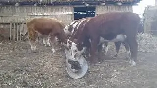 бұзау жемдеу