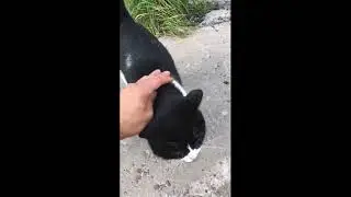#Кошечка которую бросили хозяева!
