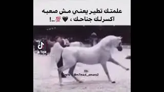 علمتك تطير يعني مش صعبه اكسرلك جناحك حالات واتس خيل عربي اصيل حصان عربي اصيل #خيل #reals #shorts #