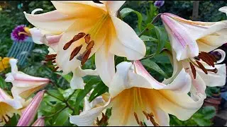 ЛИЛИИ ОТ-ГИБРИДЫ в ящиках.
