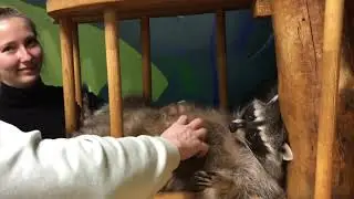 Енот на расслабоне