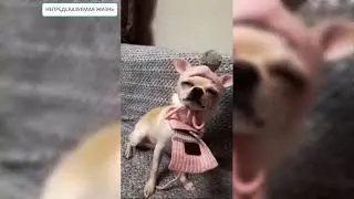 Чтобы сделать видео смешнее, нужно всего лишь добавить звук  Лучшие приколы с нашими домашними живот