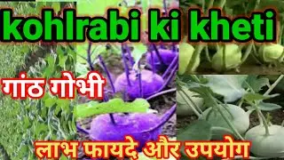 kohlrabi ki kheti।kohlrabi farming।गांठगोभी की खेती।गांठगोभी के लाभ फायदे और उपयोग।cabbage vegetable