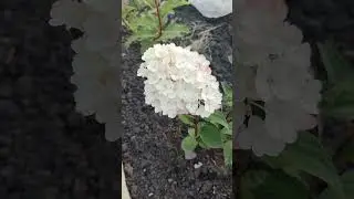 Две гортензии Литл Блоссом, цветут по разному.