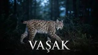 VAŞAK CANLI YAYIN KAMERALARIMIZDA.. 🐾 #YABANVATAN 2023 #Erbaa