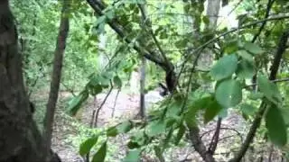 Destiny.wmv