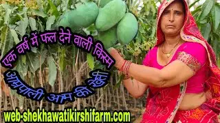 आम की खेती||Mango Farming|| Mango plant|| Fruit plants nursery 