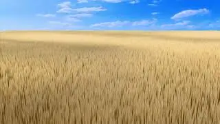 Field of Wheat Animation