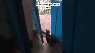Усі котики так роблять!