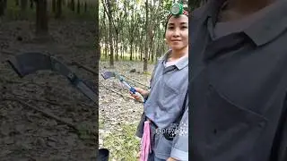 tapping #rubber #harvest #farmer #natural #farm #asia #workplace #shortvideo #ytshorts
