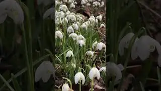 Snowdrops | Nature | Forest Walk | Scotland | RSPB | Loch Leven