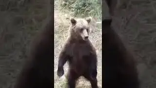 Лесной медведь отжигает #врекомендации #song #travel#animals#funnyvideo#cute#bear#funny