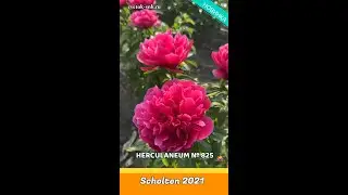 Пион Herculanium / Сад Ворошиловой #shorts #herculanium #садворошиловой #цветы #пионы #peony
