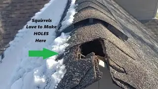 Squirrels Love to Make Holes Here | Top Spot for Squirrel Attic Entry