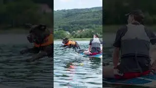 CANIPADDLE -  Faire du paddle avec son chien ? 🏄‍♂️🐶 | Decathlon