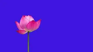 lotus flower green screen video