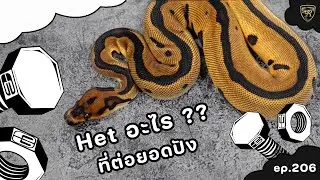 มาชมอะไหล่ตัว Het อะไรบ้างที่ต่อยอดแล้วสวย【 EP.206| 4K 】#realityballpython #ballpython