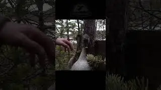 Уважение к трофею, охота на гуся.