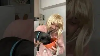 Tu Madre Que No Quiere Perro🐶👀 #comedia
