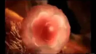 Kako smo stvoreni