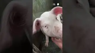 YUNG BABOY MONG GUSTO LAGI MAGPAKAMOT FEELING PANYA NAGDEDEDE