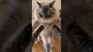 ❤️🐱🌺🌷#котики