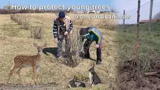 How to protect young trees from small animals