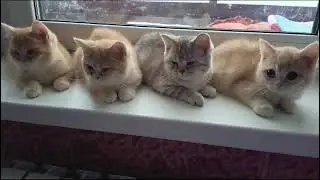 Котята шотландцы и британцы