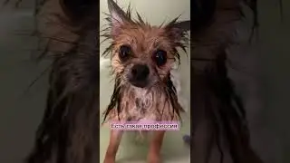 😍😍 #tiktok #reaction #собака #pomeranian