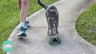 Cat Jumps On A Skateboard And Shocks Family Friends @CuddleBuddiesChannel