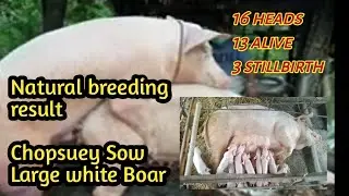 13 healthy piglets 🐖🐖🐖 result of natural breeding