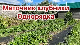 Маточник для клубники на плоской земле в однорядку.