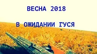 Охота на гуся весной в ХМАО. Поздняя весна 2018