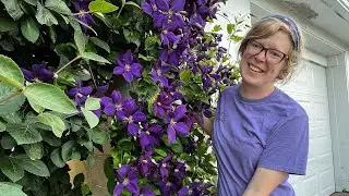 Clematis season is here!