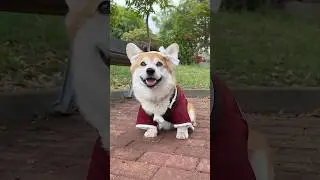 Self-made Genshin Impact Corgi Cosplay! 🐶❤️ 