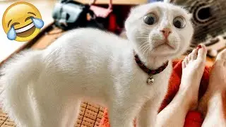 Funny animals - Funny cats and dogs - Funny animal videos 2023🤣