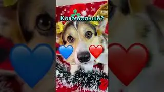 СМЕШНЫЕ ЖИВОТНЫЕ | КОГО БОЛЬШЕ? МАЛЬЧИКИ ПРОТИВ ДЕВОЧЕК