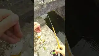 How I'm catching redfin with a micro-spoon.