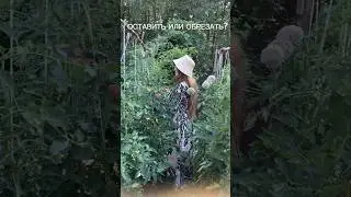 Оставить или обрезать листья помидорам?!