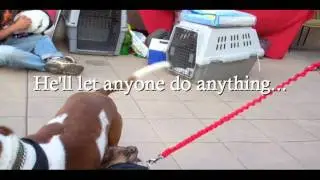 Adopt Fred!!
