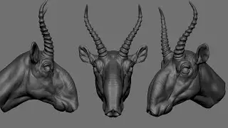zbrush sculpting - saiga  antelope